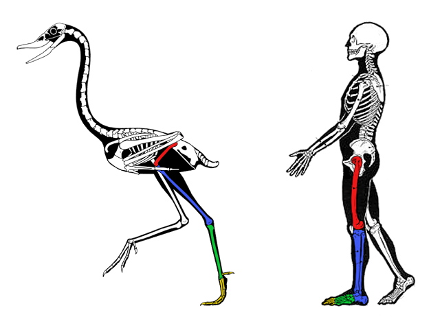 Do Birds Have Backward-Bending Knees? Exploring Bird Legs and Feet Anatomy  - Sigloxxi