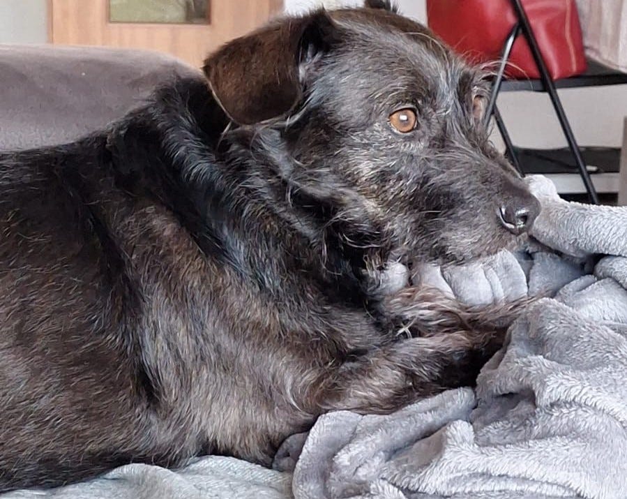 Winnie, a medium-ish sized dog with long black hair and an adorable beard, sits on the couch.