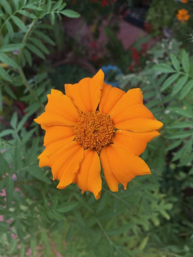 A orange flower in the middle of leaves A orange flower in the middle of leaves
