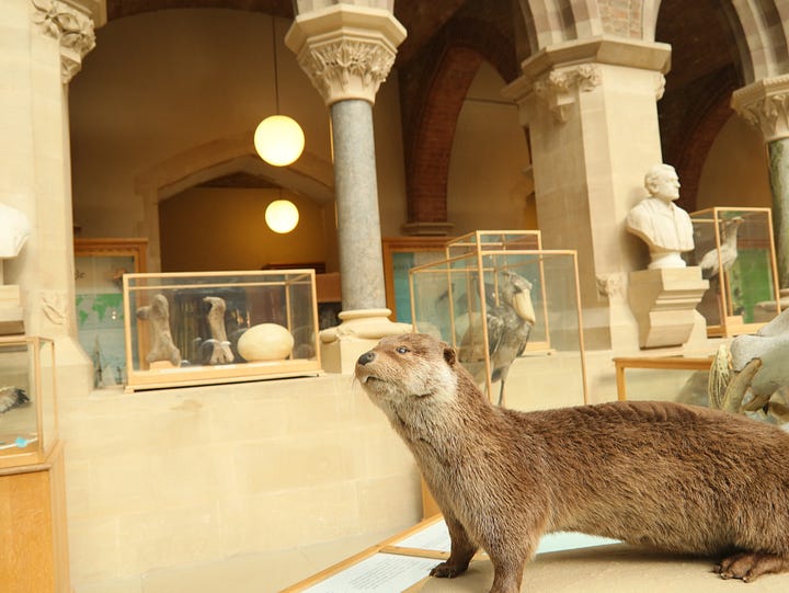 Oxford's Natural History Museum - stunning location and amazing exhibits