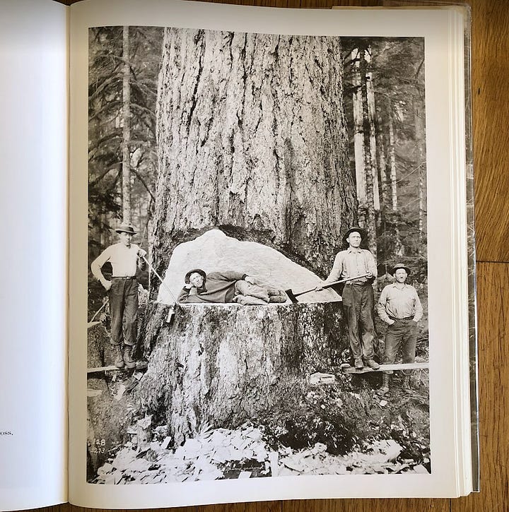 historical photos of PNW loggers