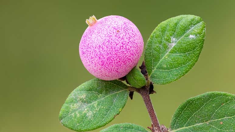 what is coralberry
