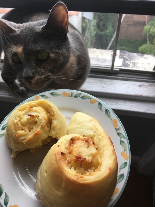 Two rolls, the cat is sniffing them Two rolls, the cat is sniffing them