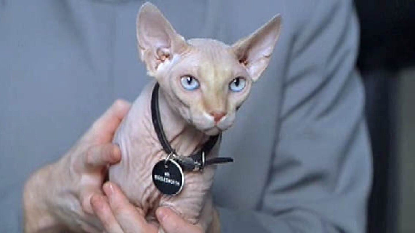 Greg Bird's cat is related to Mr. Bigglesworth from Austin Powers - NBC  Sports
