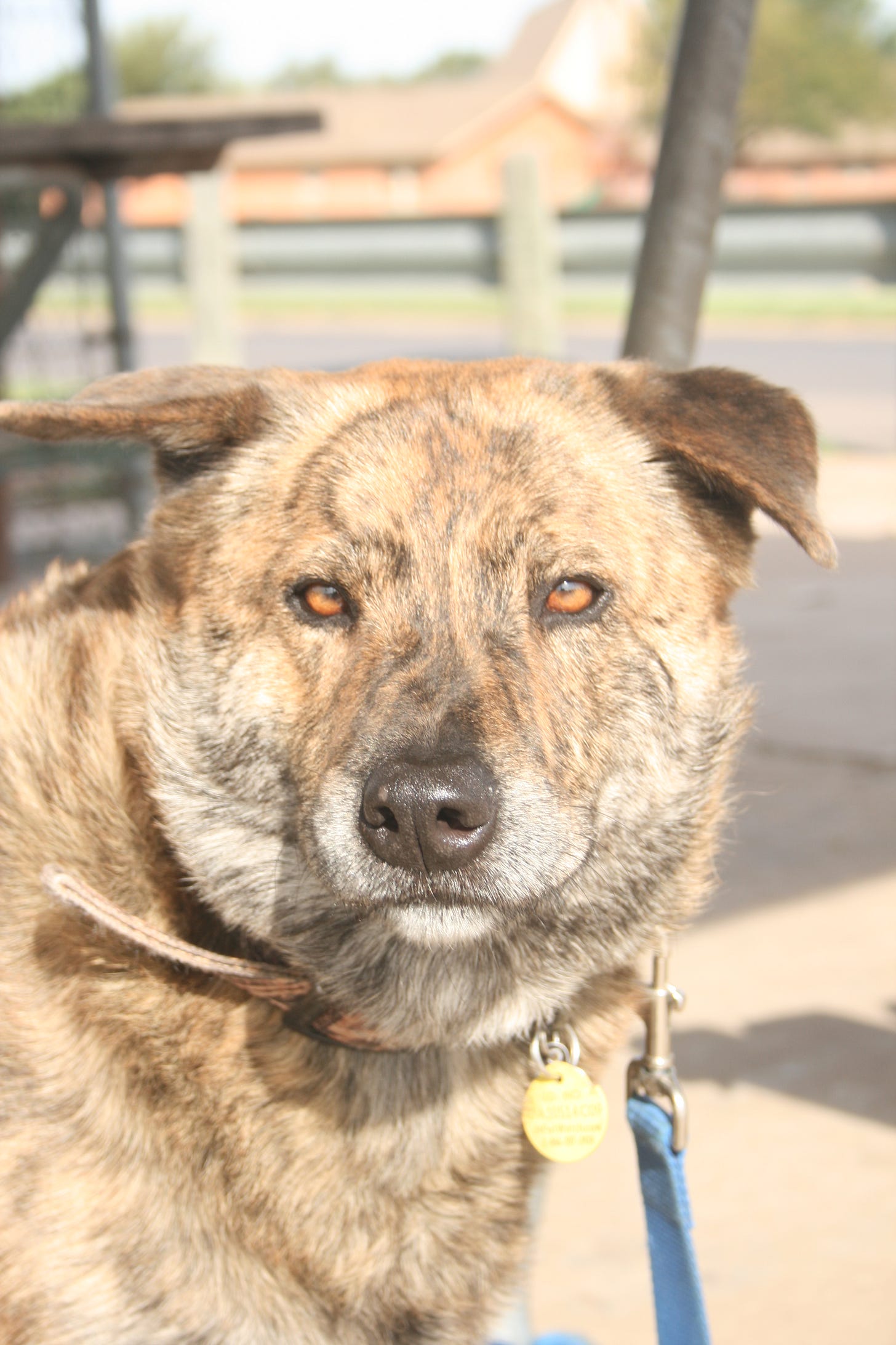 A brindle-colored dog stares at the camera. 