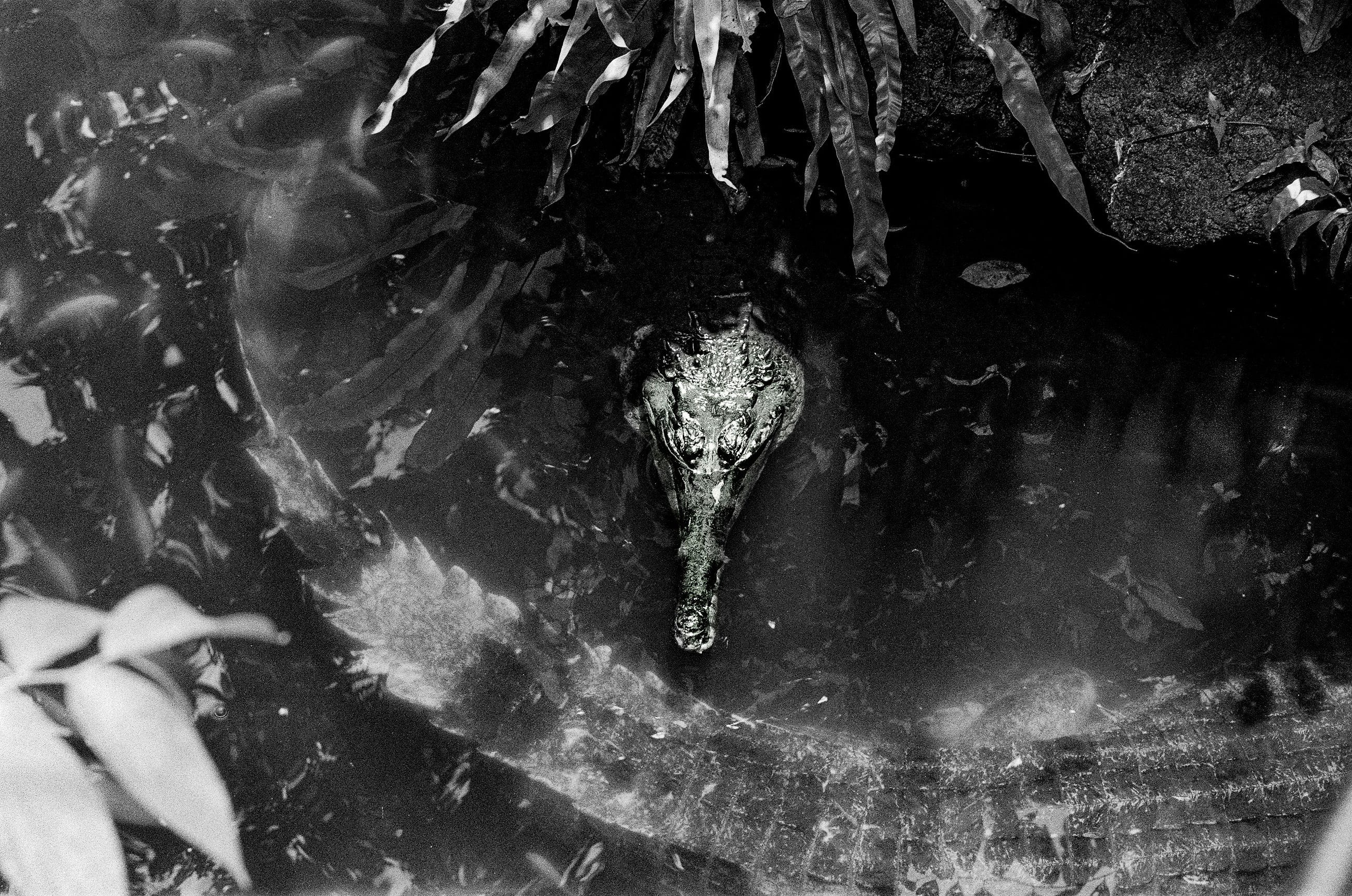 Gator in the Swamp black and white— Photo by C. SHII on Unsplash