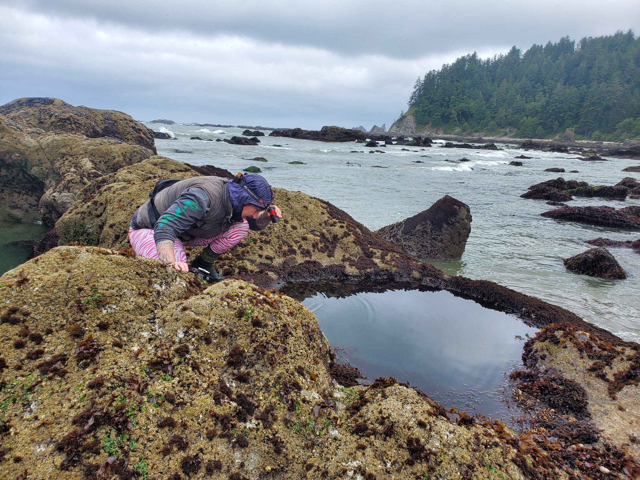 Tidal Pool Drop Planning Your Tide Pool Season - by Luan Roberts