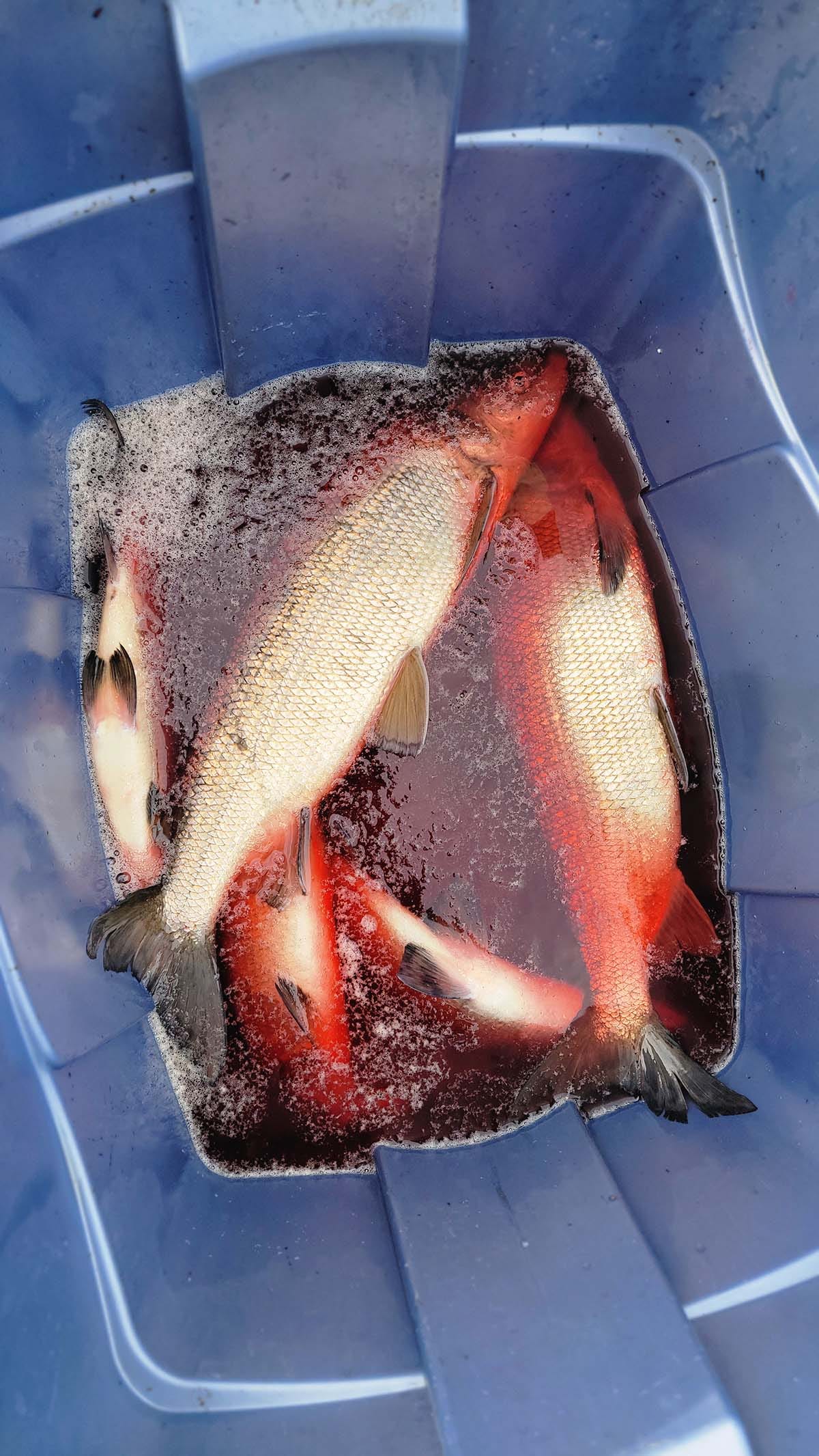 Whitefish and tulibee, being bled out in a tub. 