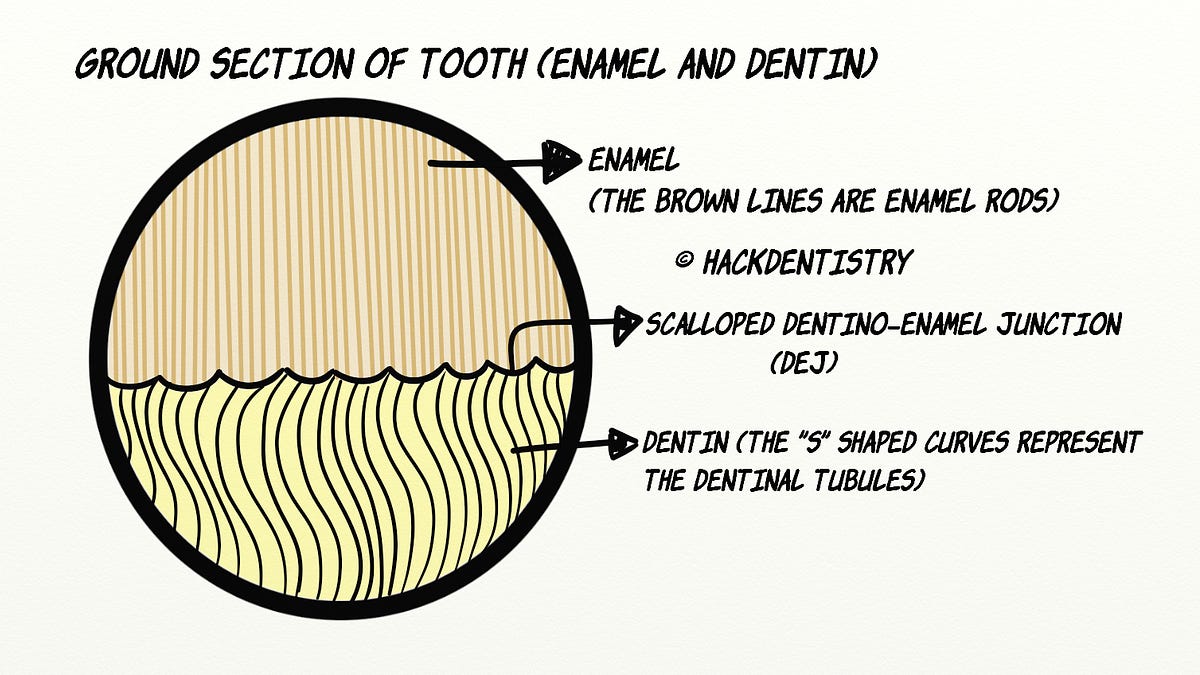 Structural features of enamel (Note) - HackDentistry