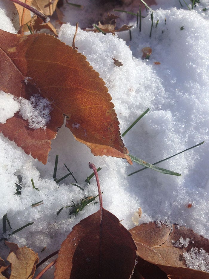 fall and winter mixing together