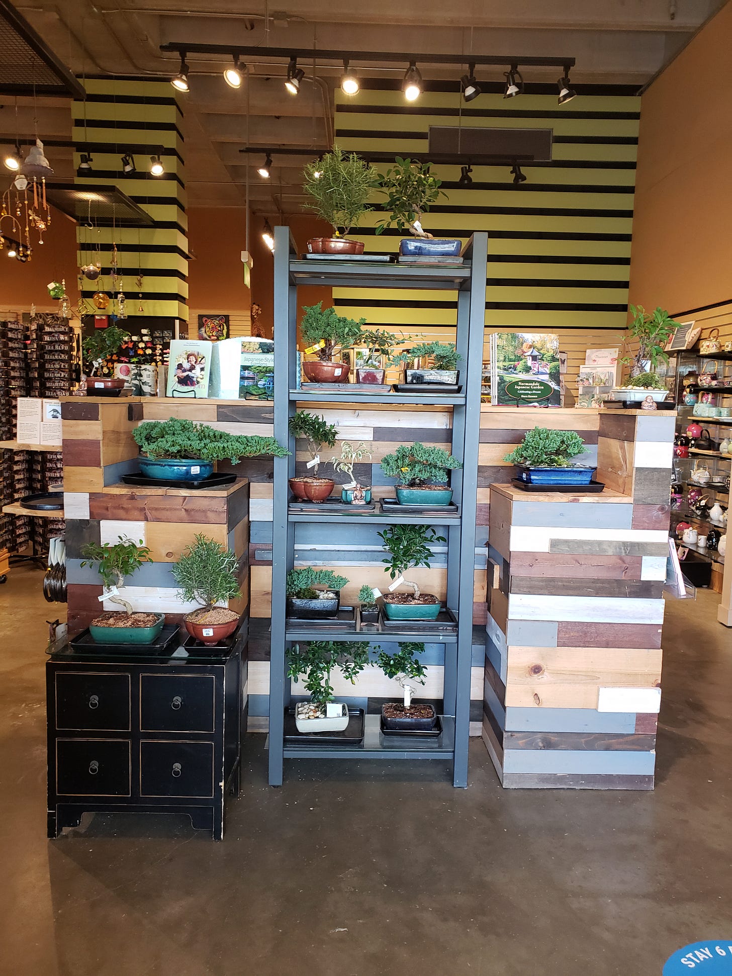 A display shelf within Garden Safari Gifts that holds bonsai trees in various shapes and sizes. 