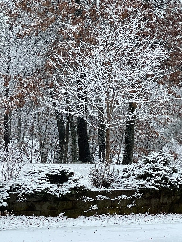 A tree covered in snow

Description automatically generated