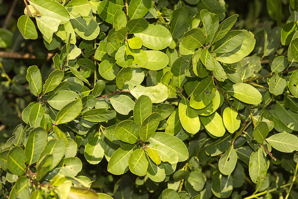 yerba-mate-plant.jpg