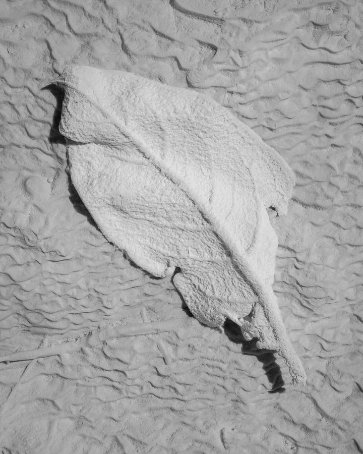 two photos of a calcium encrusted leaf. the second images shows the leaf much lighter 