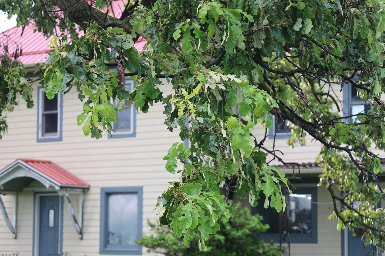 Oak leaves and farm house Oak leaves and farm house