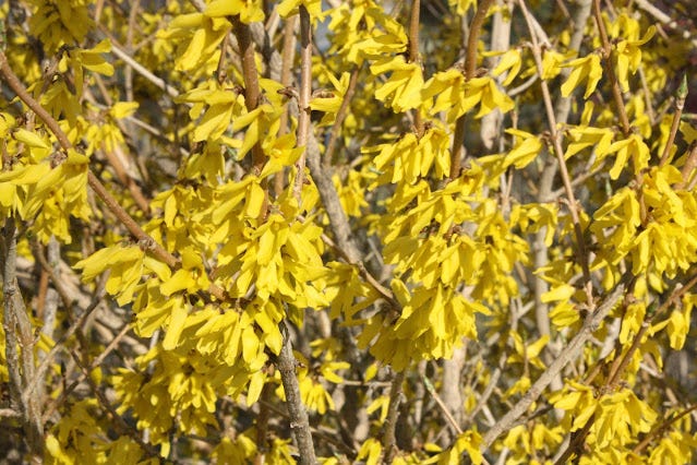 Forsythia flowers