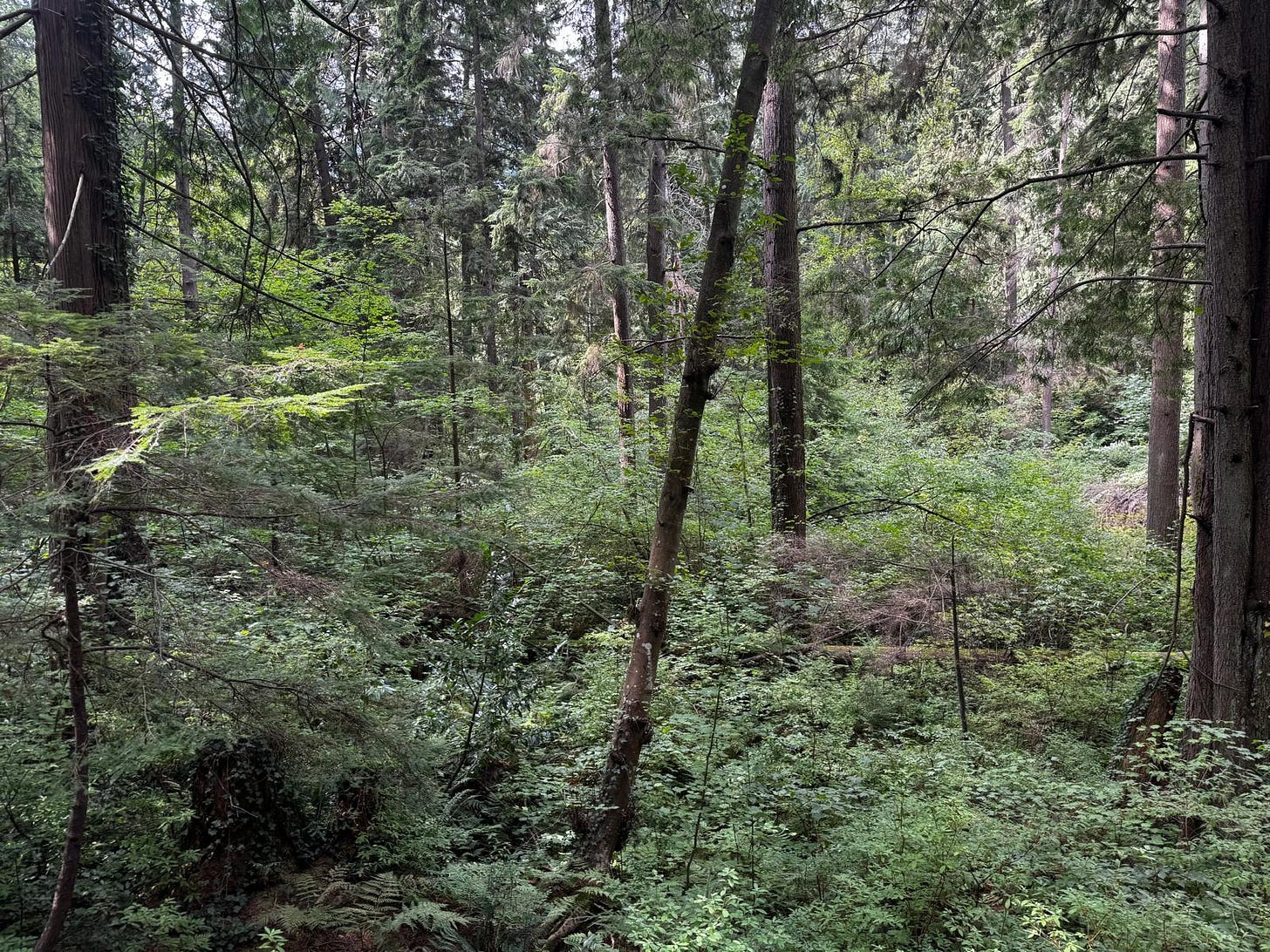 A forest scene, naturally lit, with trees everywhere you look