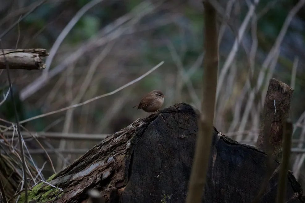 A tiny brown bird perches on a log in the dark undergrowth