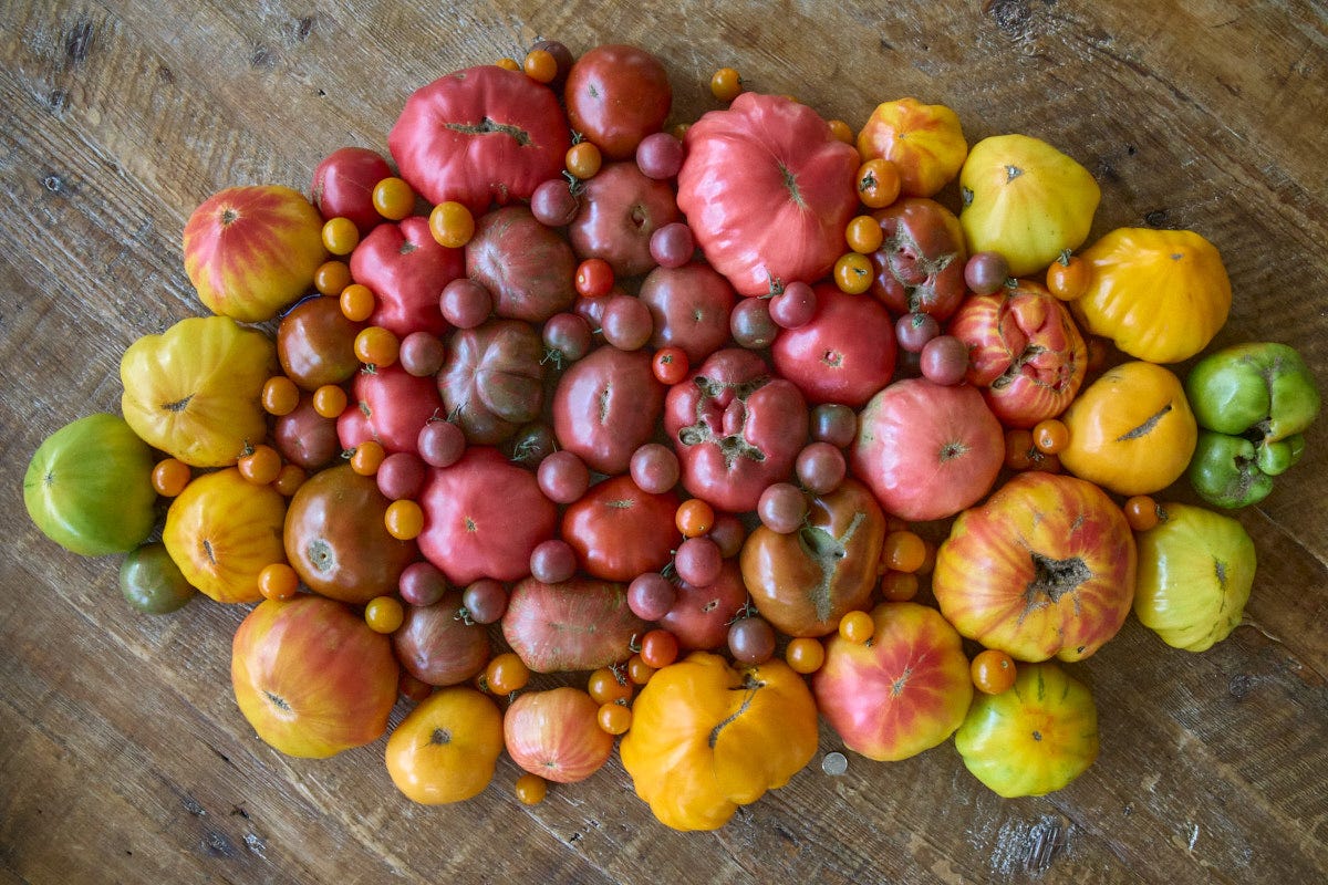 a variety of heirloom tomatoes