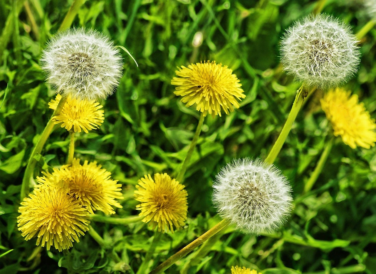 Dandelions Flower Dandelion - Free photo on Pixabay