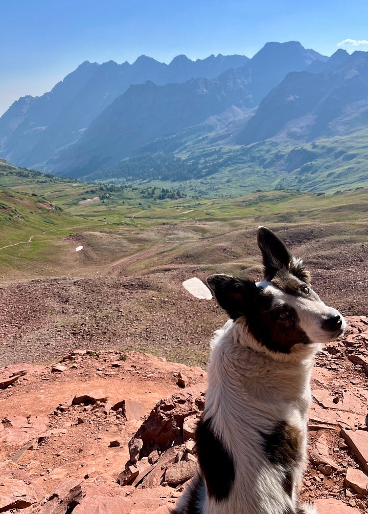 dogs at the top of West Maroon Pass in Colorado