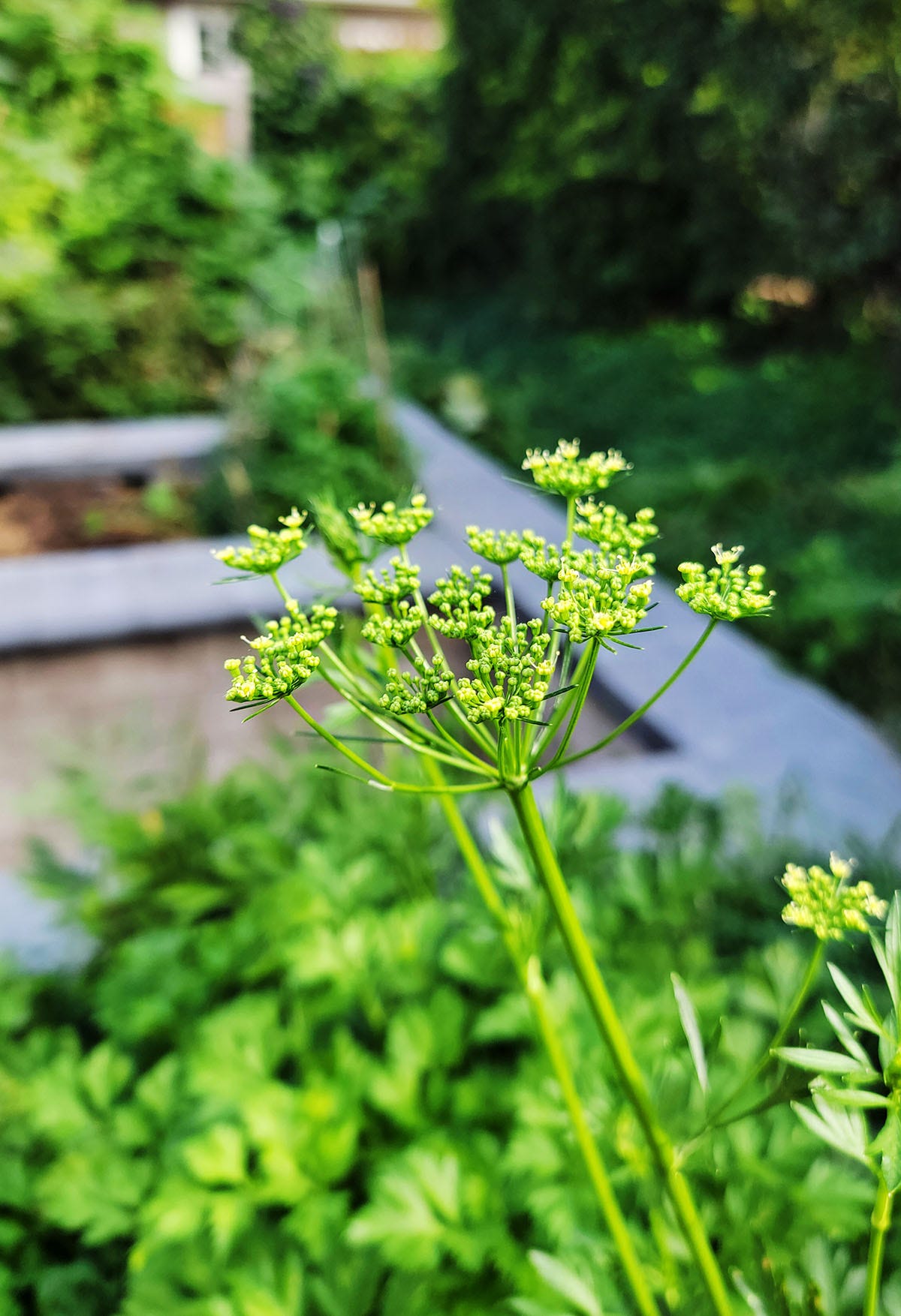 Parsley flowers about to open. 