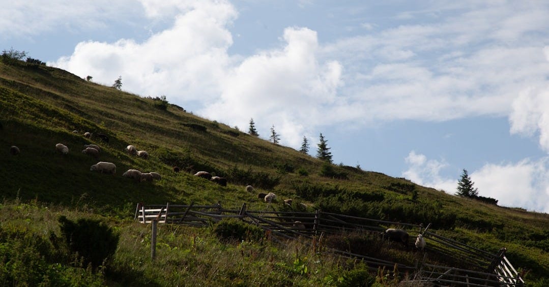 A grassy hill with sheep grazing on it