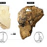 Anthropology.net