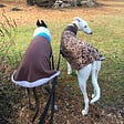 HOUNDIE xxoo's avatar