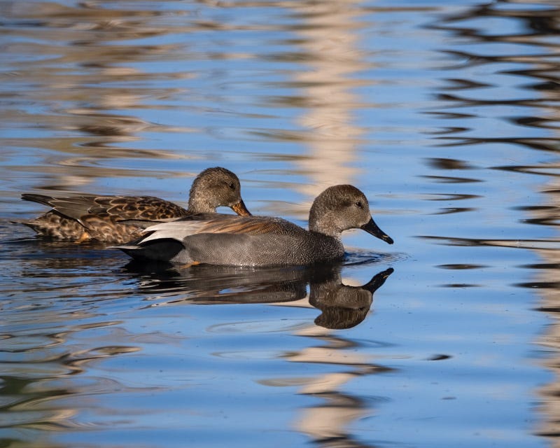 20241230-Sweetwater-154-Edit.jpg 20241230-Sweetwater-154-Edit.jpg