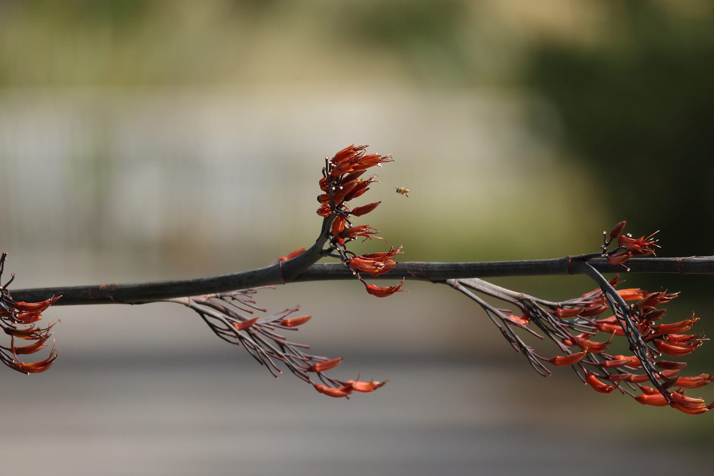 A wide and unedited RAW image of karaheke (flax) flowers, horizontal across a path.  Onlt the flowers and a small bee are in focus, the background is blurry
