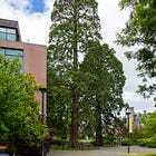 35. UCC Giant Redwood 