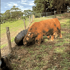 Jesus Just All Right With Me. Tabs, Tues., April 14, 2026