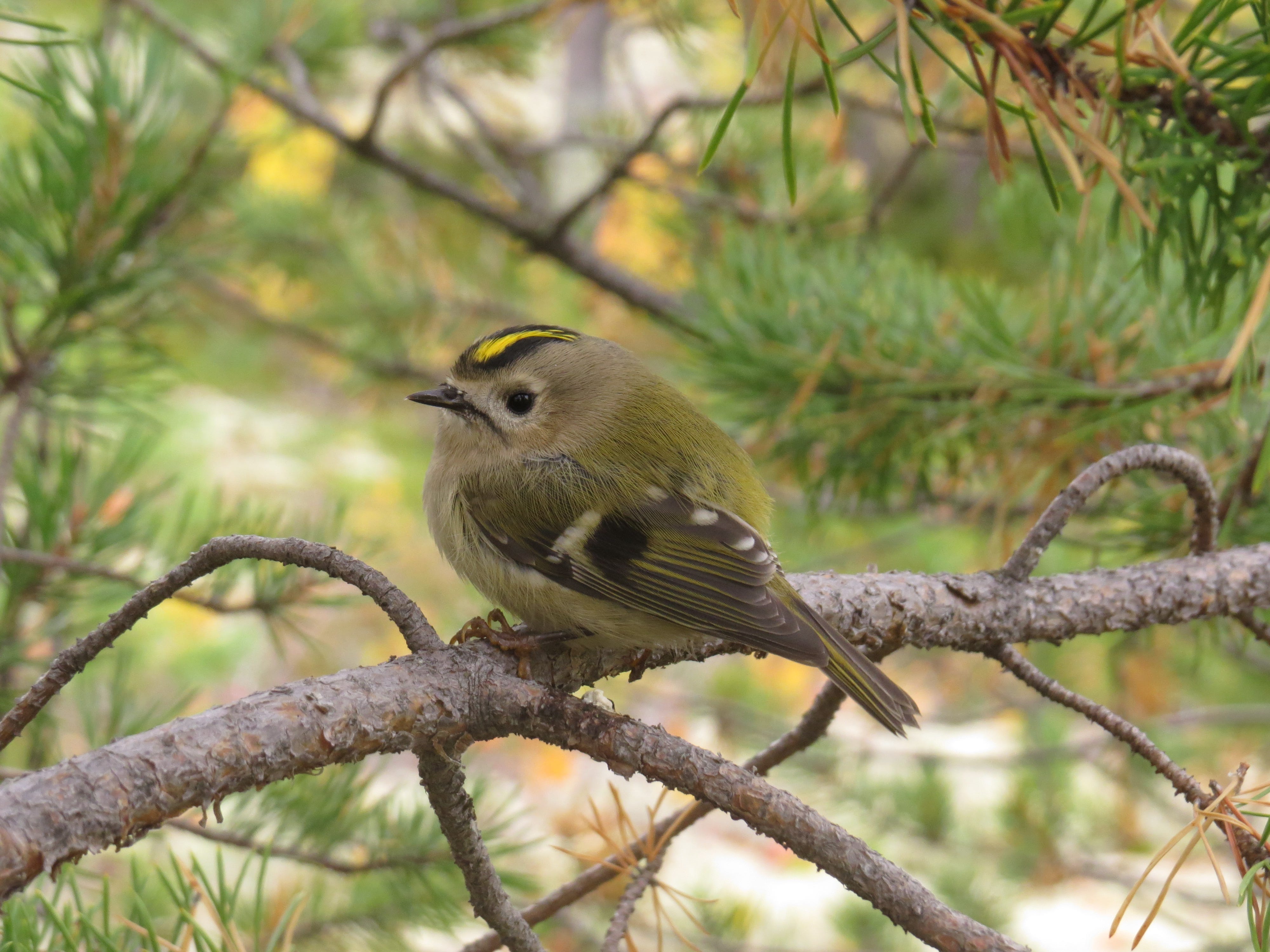 A Major Climate Unknown: Natural Ecosystems