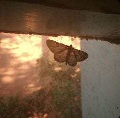 This may contain: a moth that is sitting on the window sill