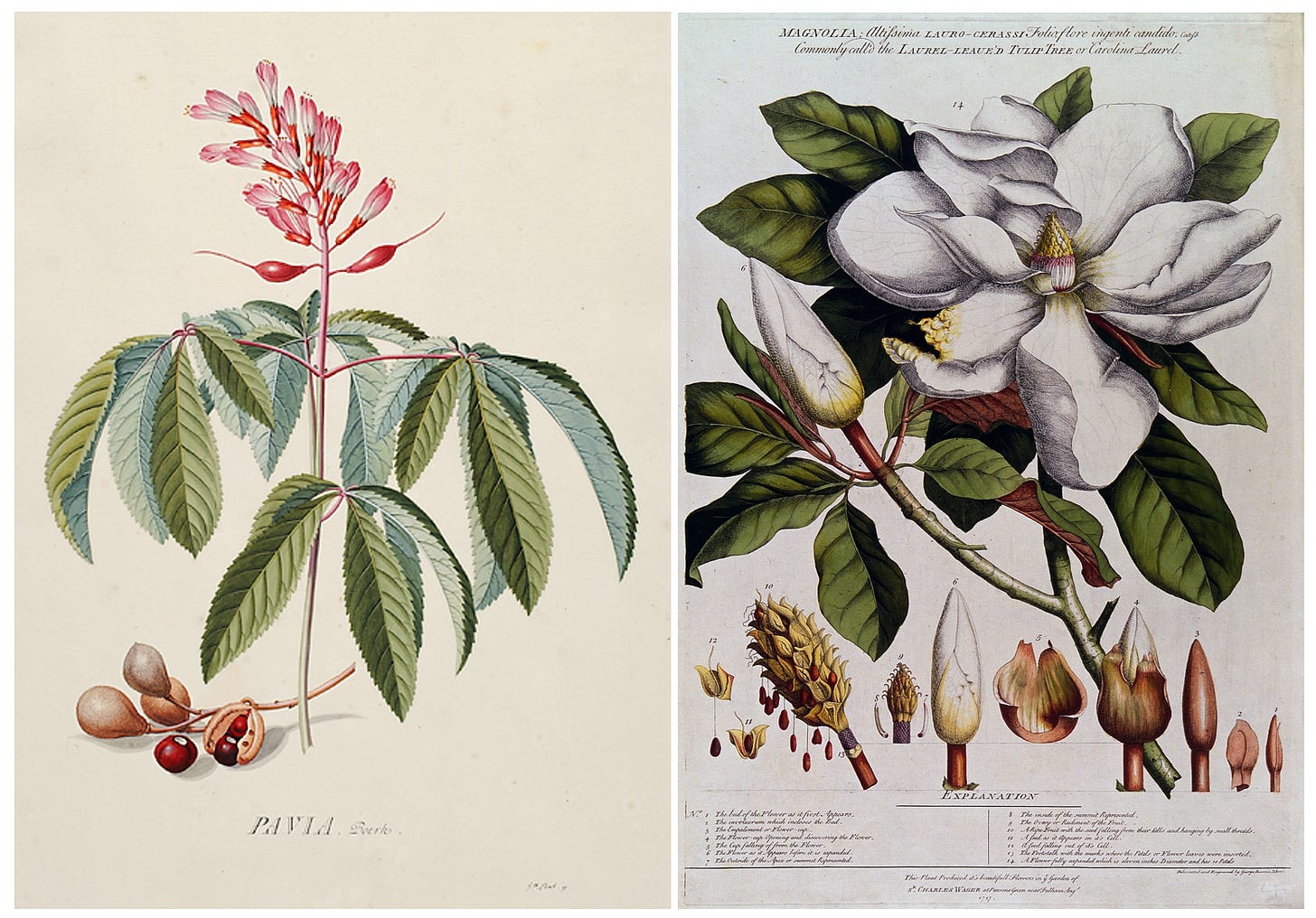 A collage of flowers and plants

AI-generated content may be incorrect.