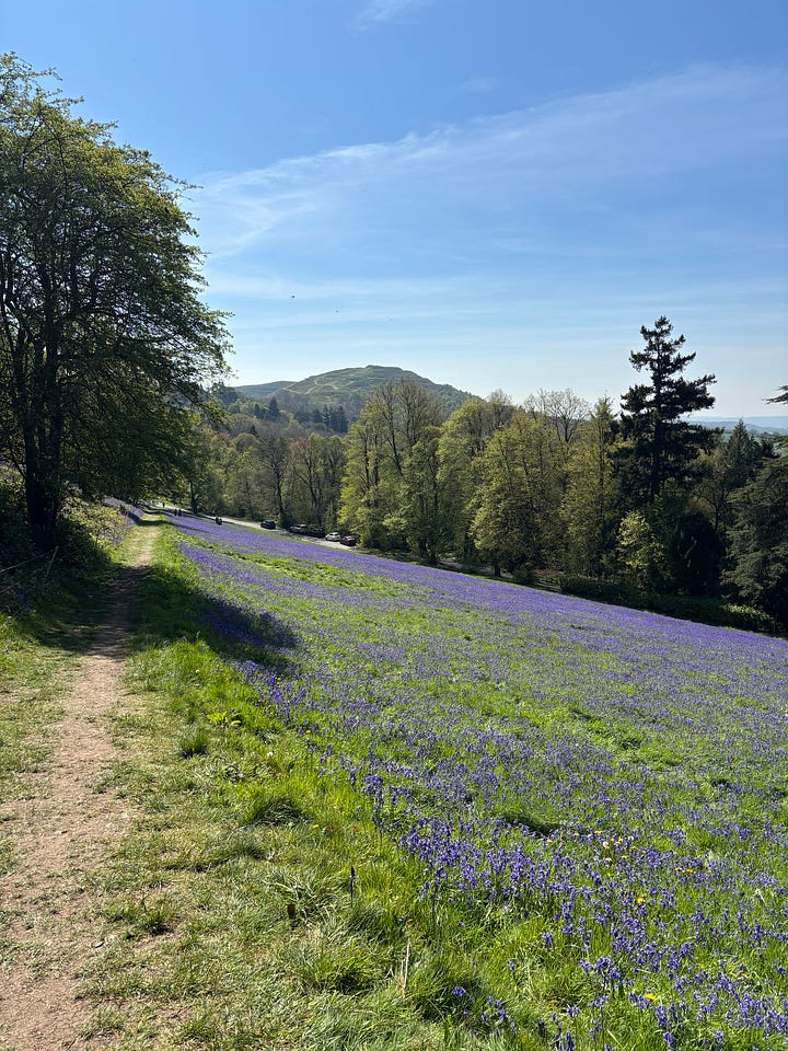 Lavender on the Malvern Hills