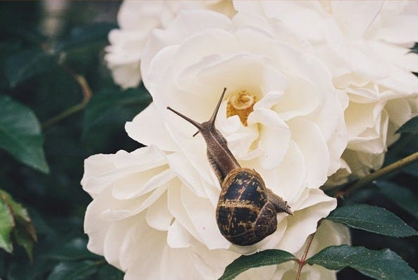 May include: A close-up of a white rose with a brown snail crawling on it. The rose is in focus, and the snail is slightly out of focus. The background is a blurry green.