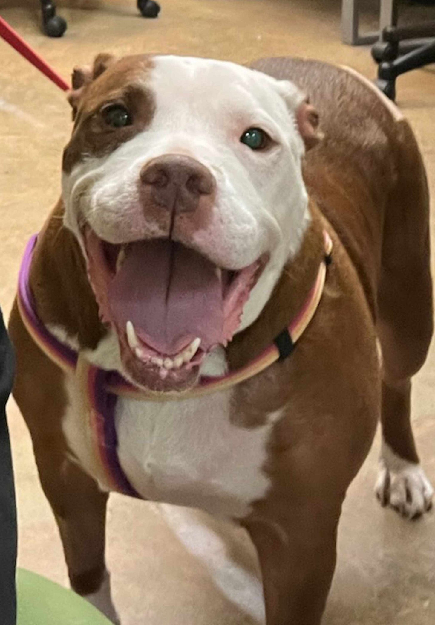 Beautiful pittie smiling at the camera.