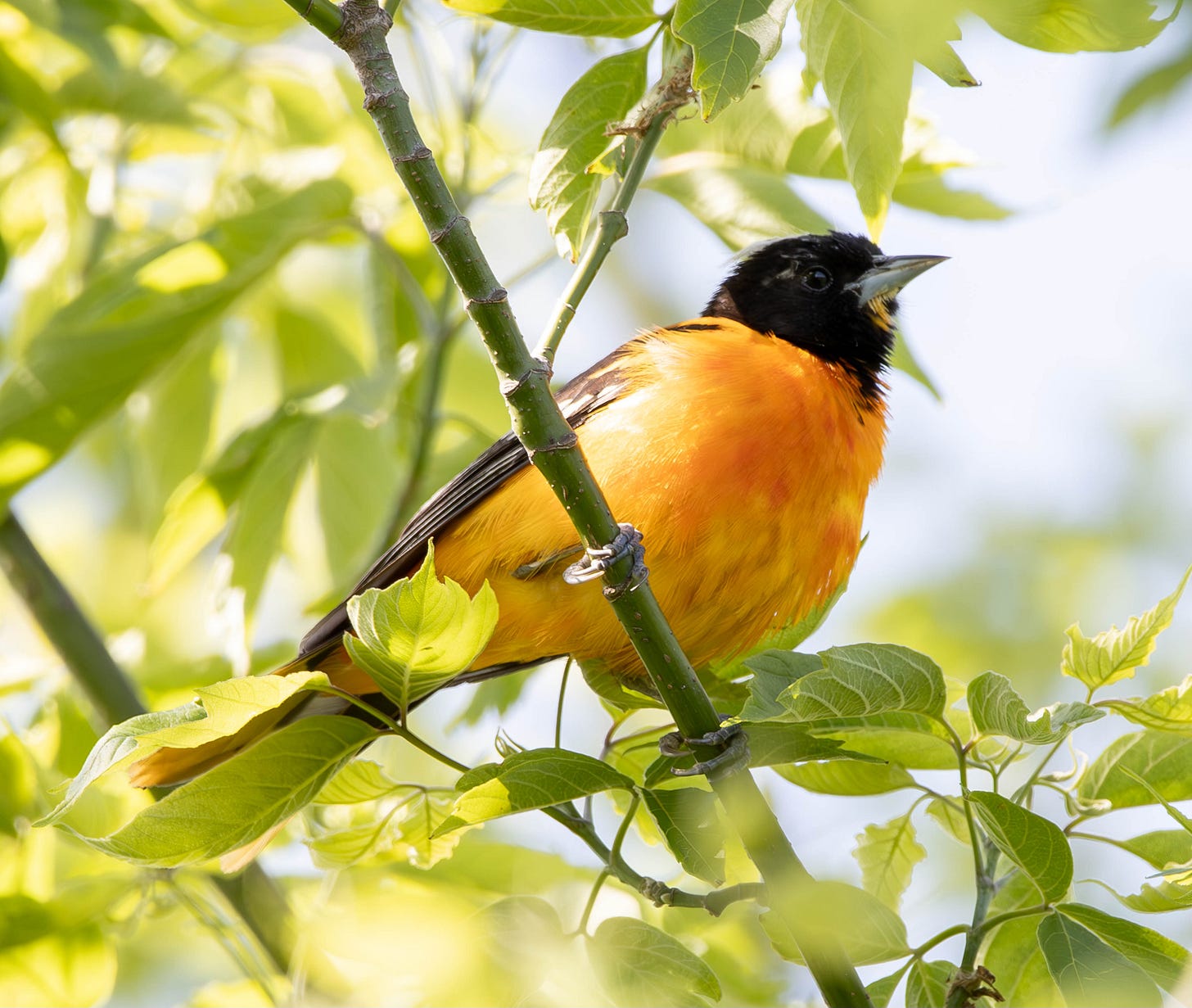 a male Baltimore oriole perches in a tree (a black and orange bird)