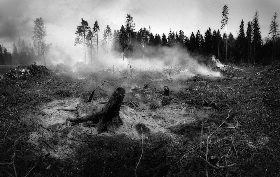 Free photos of The forest fell