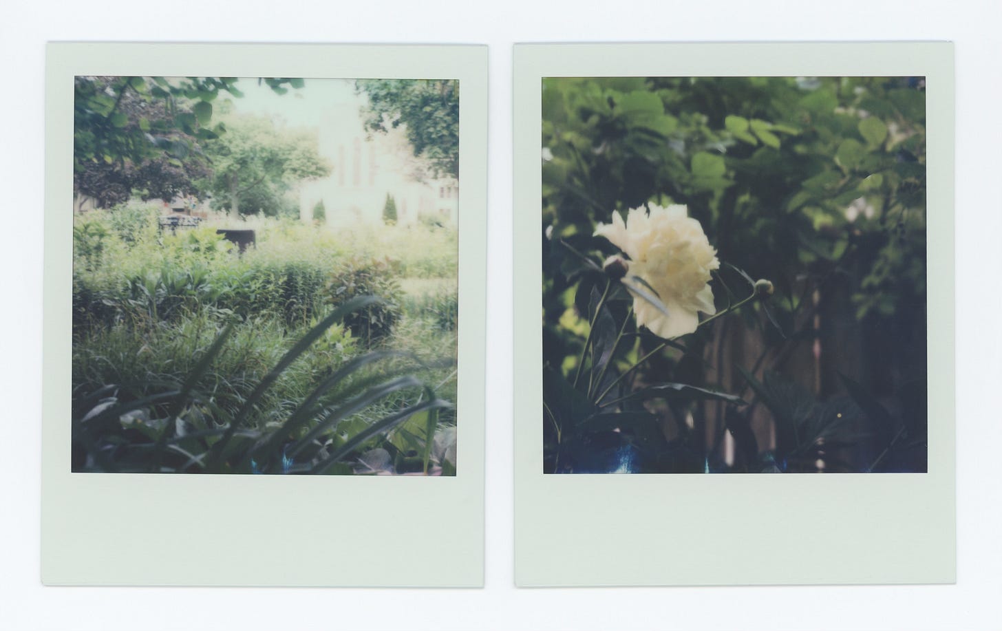 two polaroids. the one on the left is a shot of my garden from a low perspective, lots and lots of bushy green plants. the one on the right is a blooming peony, so light pink it looks white