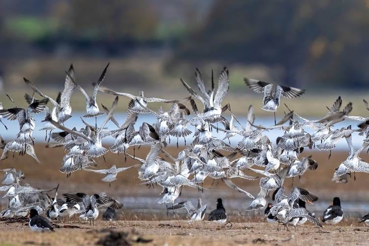 A flock of birds flying over water

AI-generated content may be incorrect.