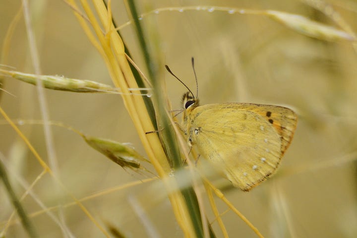 Four of our native butterflies in Aotearoa New Zealand