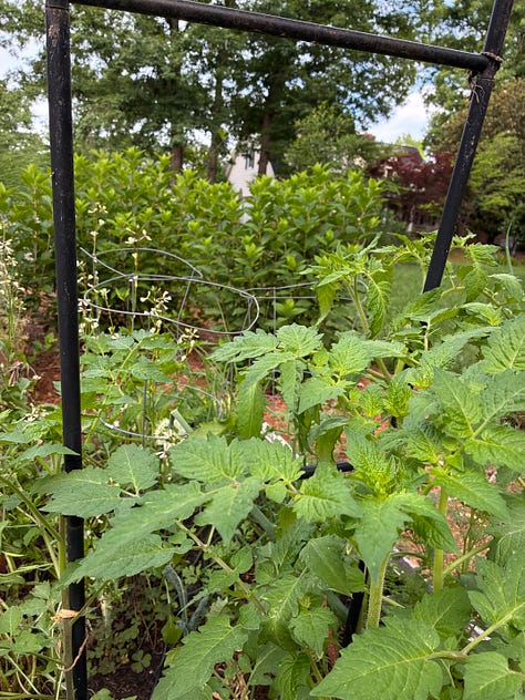 kitchen garden close ups