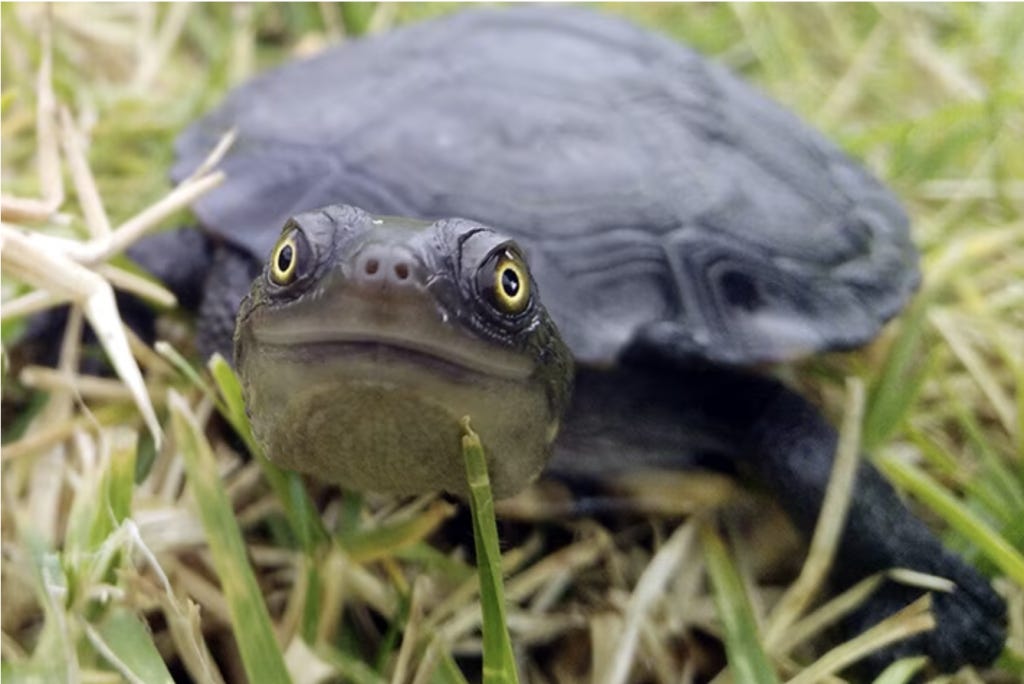 snake necked turtle in the blue mountains snake necked turtle in the blue mountains