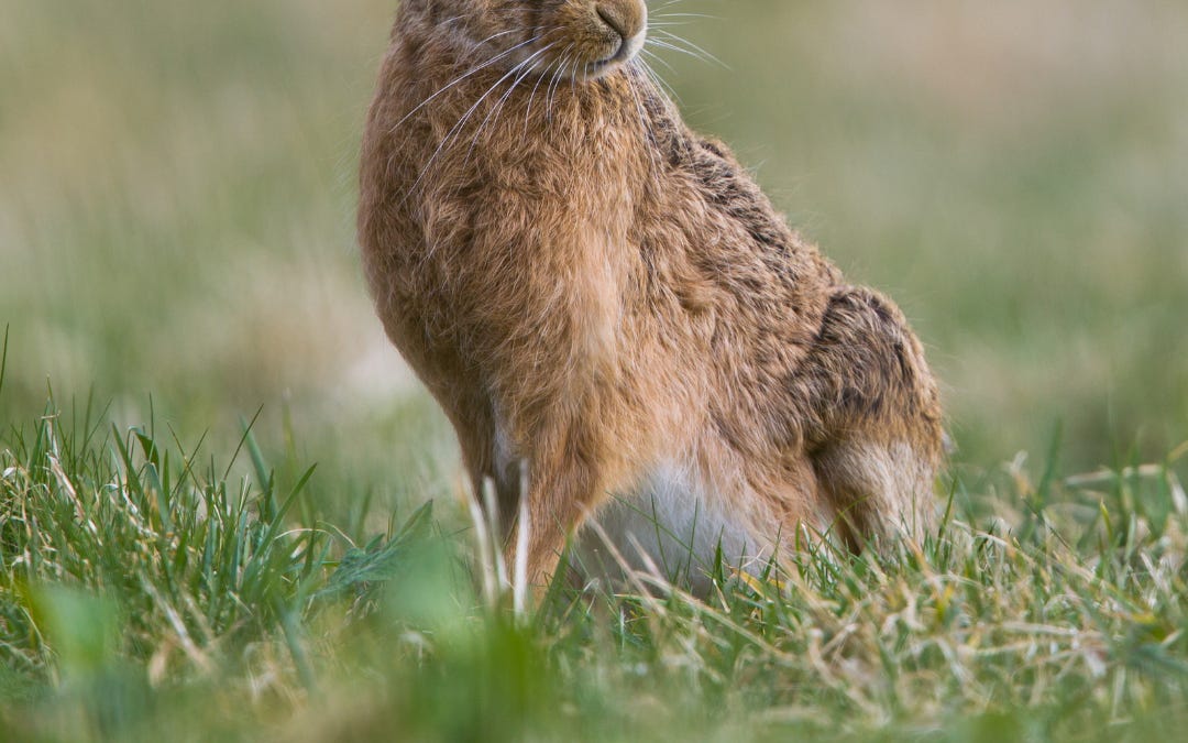 Why Is Killing Hares Only Cruel When Criminals Do It?