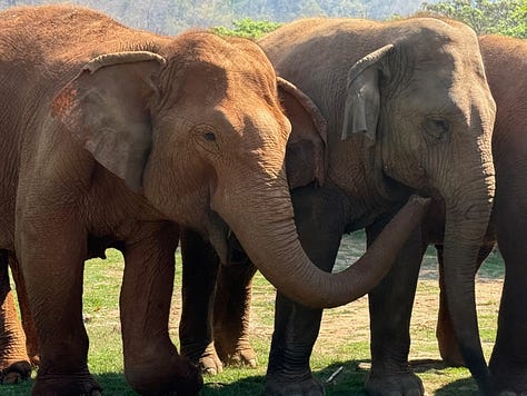 elephants
