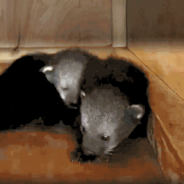 New baby binturong twins born at Drusillas Park, home of Boots