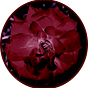 Piedras Pintadas's avatar